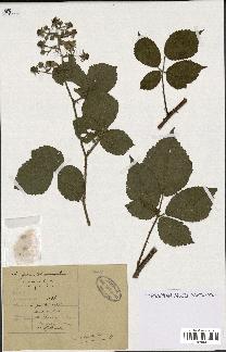 spécimen de Rubus hirsutus