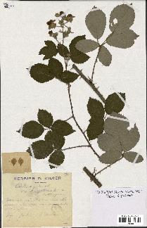 spécimen de Rubus argenteus