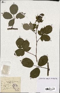 spécimen de Rubus argenteus