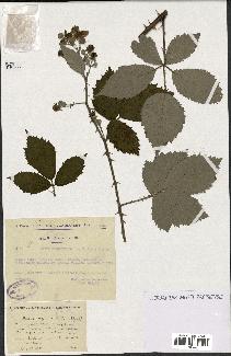 spécimen de Rubus argenteus