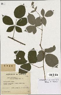 spécimen de Rubus argenteus