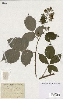 spécimen de Rubus argenteus