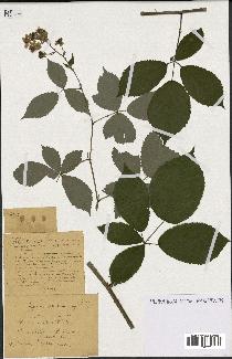 spécimen de Rubus argenteus