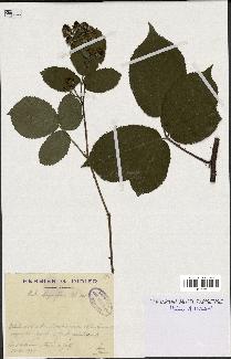 spécimen de Rubus thyrsiflorus