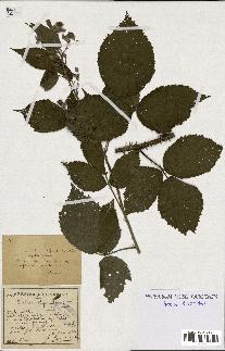 spécimen de Rubus thyrsiflorus