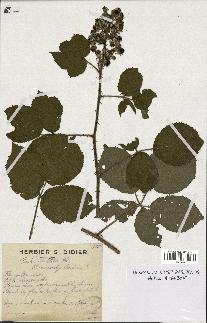 spécimen de Rubus pallidus