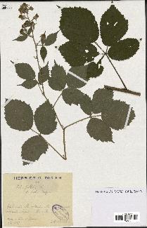 spécimen de Rubus pallidus