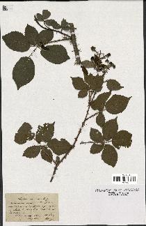 spécimen de Rubus montanus