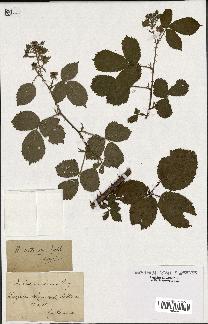 spécimen de Rubus montanus