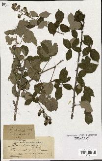 spécimen de Rubus ulmifolius