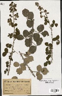 spécimen de Rubus ulmifolius