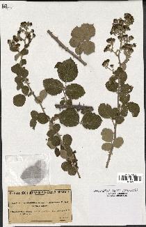 spécimen de Rubus ulmifolius