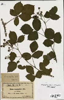 spécimen de Rubus carpinifolius