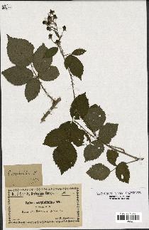 spécimen de Rubus carpinifolius