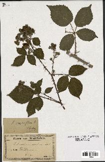 spécimen de Rubus carpinifolius