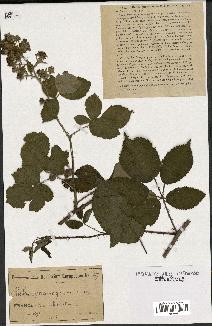 spécimen de Rubus gneissogenes