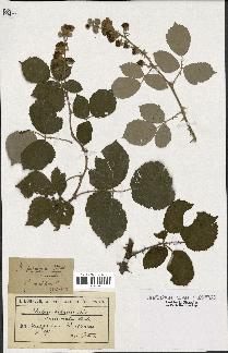 spécimen de Rubus propinquus