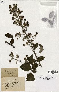 spécimen de Rubus ulmifolius