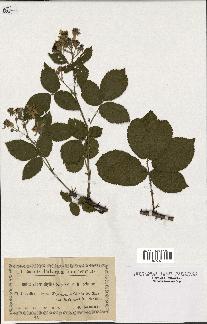 spécimen de Rubus chaerophyllus