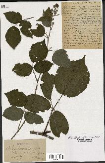 spécimen de Rubus tarnensis