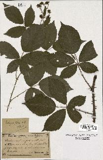 spécimen de Rubus carpinifolius