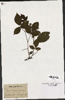 spécimen de Rubus clethrophilus