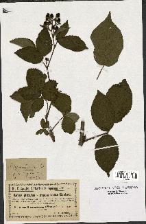 spécimen de Rubus plicatus