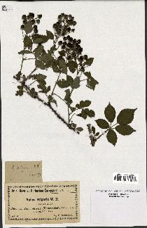 spécimen de Rubus vulgaris