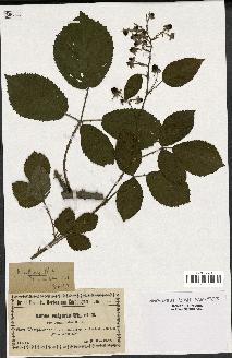 spécimen de Rubus vulgaris