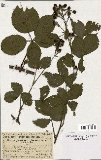 spécimen de Rubus villicaulis