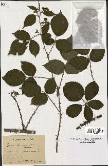 spécimen de Rubus villicaulis