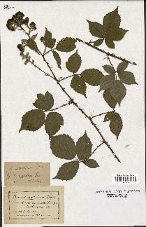 spécimen de Rubus argenteus