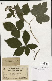 spécimen de Rubus silvaticus