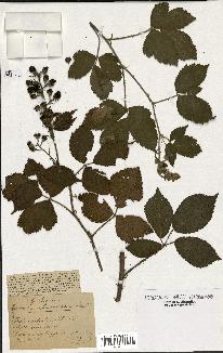 spécimen de Rubus silvaticus