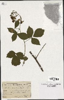 spécimen de Rubus gratus