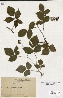 spécimen de Rubus rhombifolius