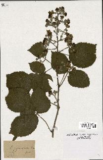 spécimen de Rubus pyramidalis