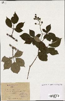 spécimen de Rubus macrostemon