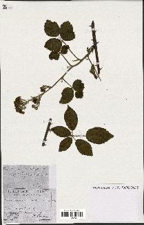 spécimen de Rubus macrophyllus