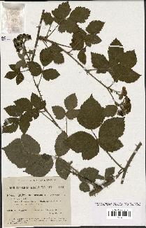 spécimen de Rubus nemorosus