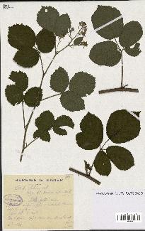 spécimen de Rubus foliosus