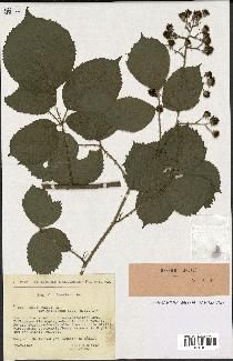 spécimen de Rubus fuscus