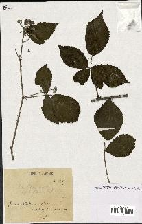 spécimen de Rubus foliosus