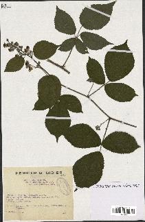 spécimen de Rubus foliosus