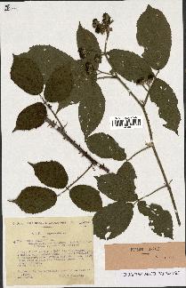 spécimen de Rubus foliosus