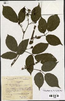 spécimen de Rubus foliosus