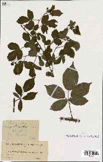 spécimen de Rubus nitidus