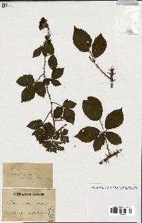 spécimen de Rubus nitidus