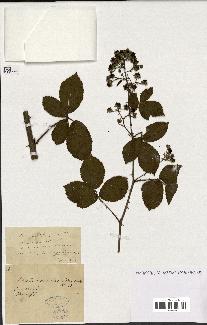 spécimen de Rubus nitidus