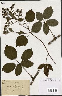 spécimen de Rubus nitidus